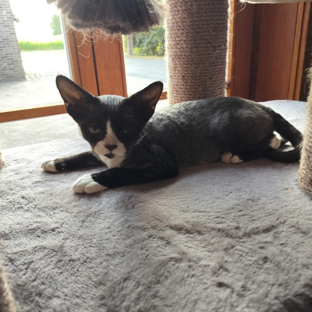 Devon Rex  kittens uit geteste ouders, Kater, Met stamboom