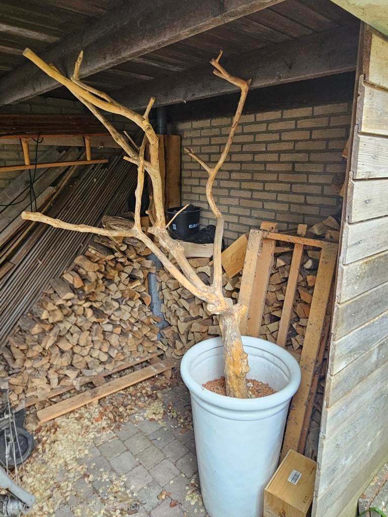 Decoratieve boomstam in grote witte pot, Ophalen of Verzenden