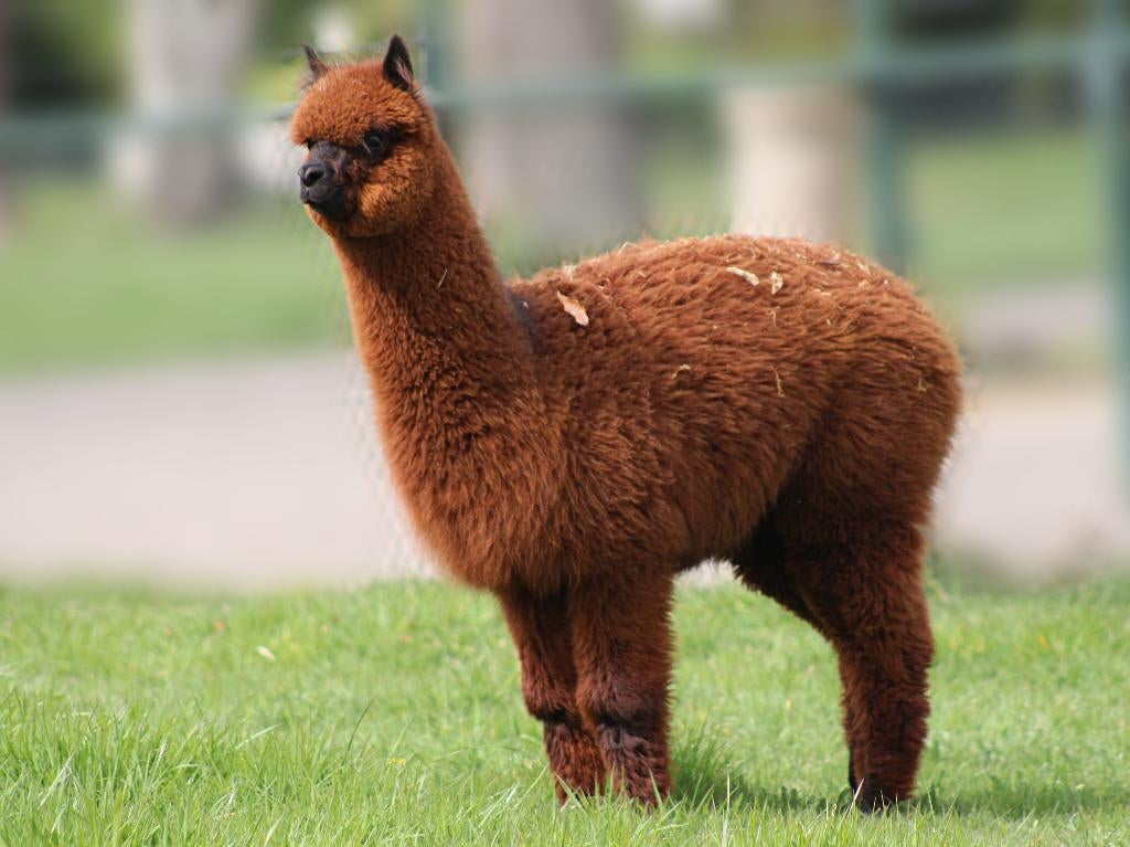 Alpaca Hengstje, Dieren en Toebehoren, Mei, Mannelijk