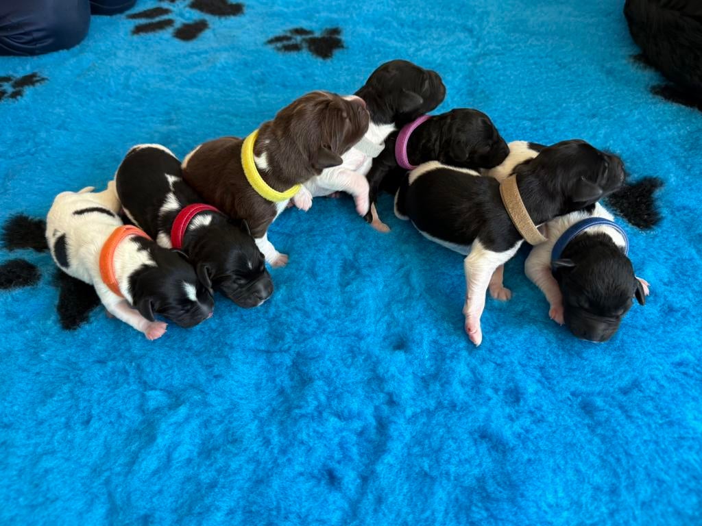 Prachtige Labrador x Friese Stabij pups, Overige rassen, 8 tot 15 weken, Meerdere, Meerdere dieren