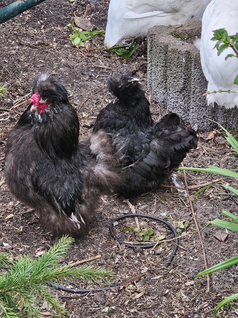 Zijdehoenders, Dieren en Toebehoren, Meerdere dieren, Kip