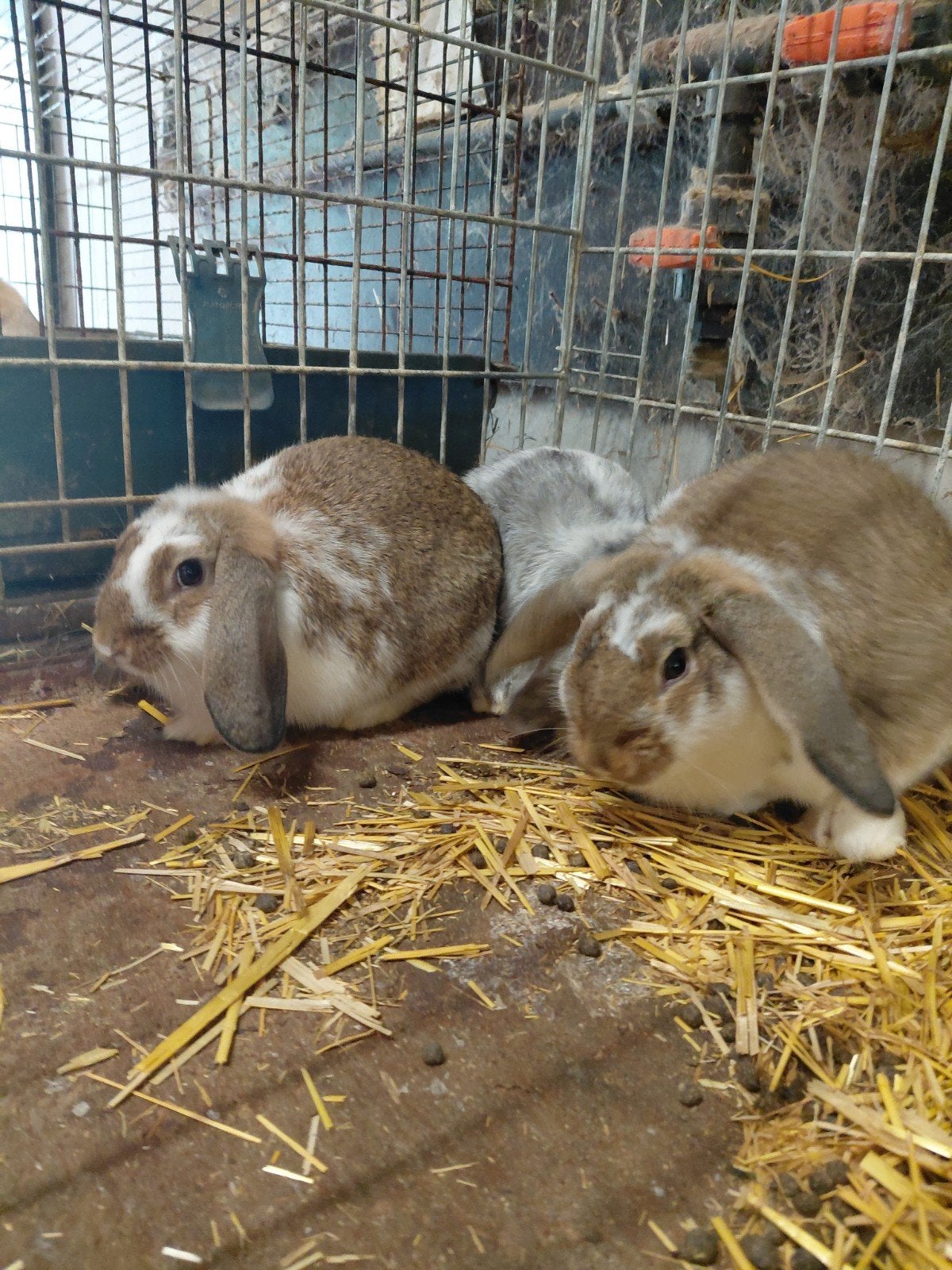 Konijnen rammetjes 10 weken, Dieren en Toebehoren, Konijnen, Mannelijk, Dwerg