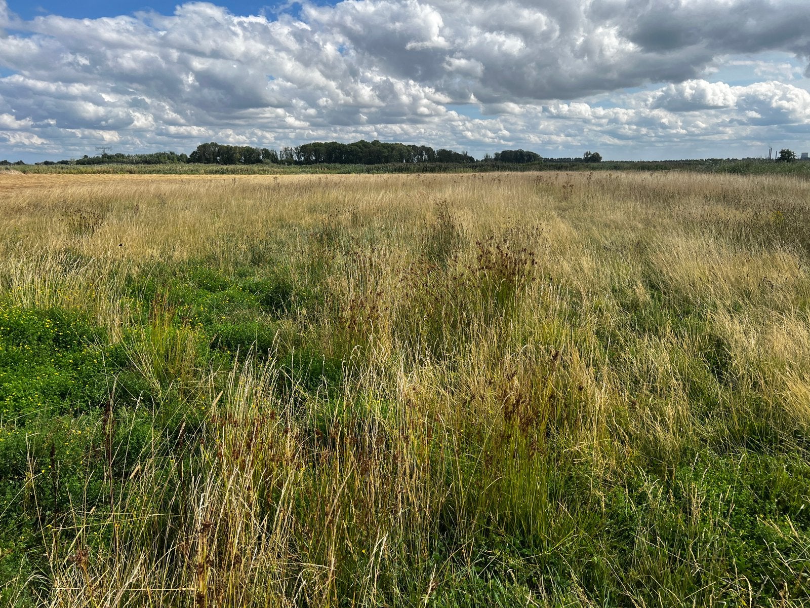 Natuurhooi, Ophalen, Vee