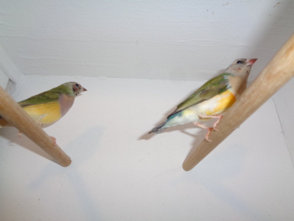 Gould Amadines - Gouldamadines - Goulds, Meerdere dieren, Tropenvogel