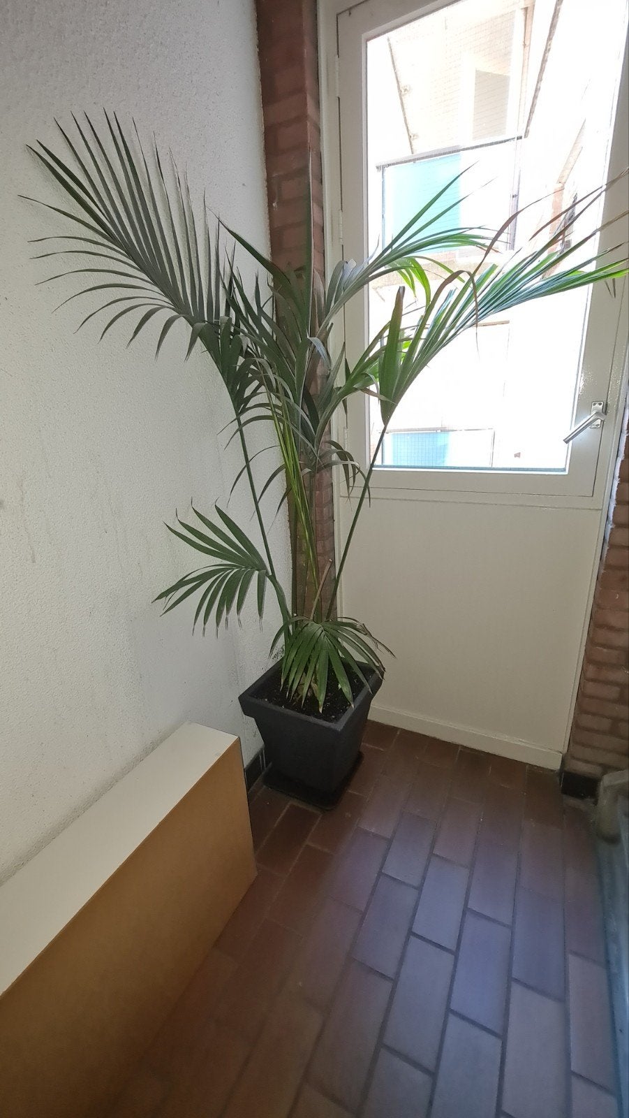 Palm plant, Huis en Inrichting, Kamerplanten, Ophalen, Halfschaduw, Minder dan 100 cm