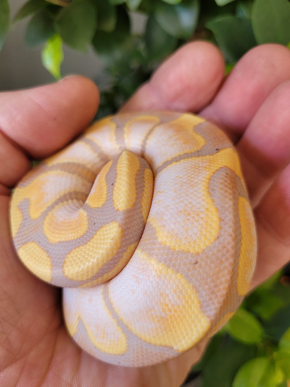 ballpython, Python Regius Coral Glow Sugar 0.1 met terrarium Ball Python photo 3