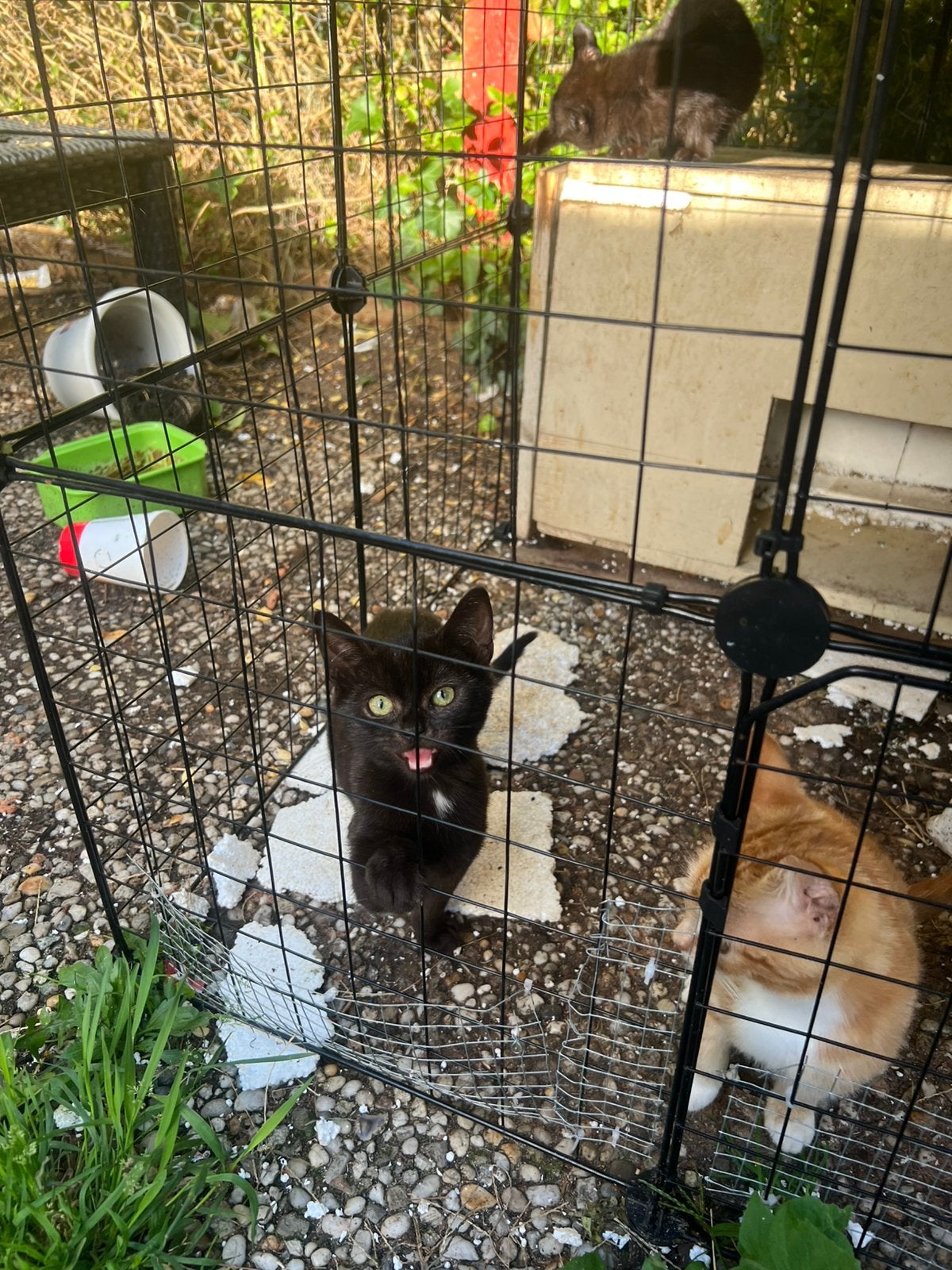 Europeese korthaar kittens 10weken oud, Meerdere dieren