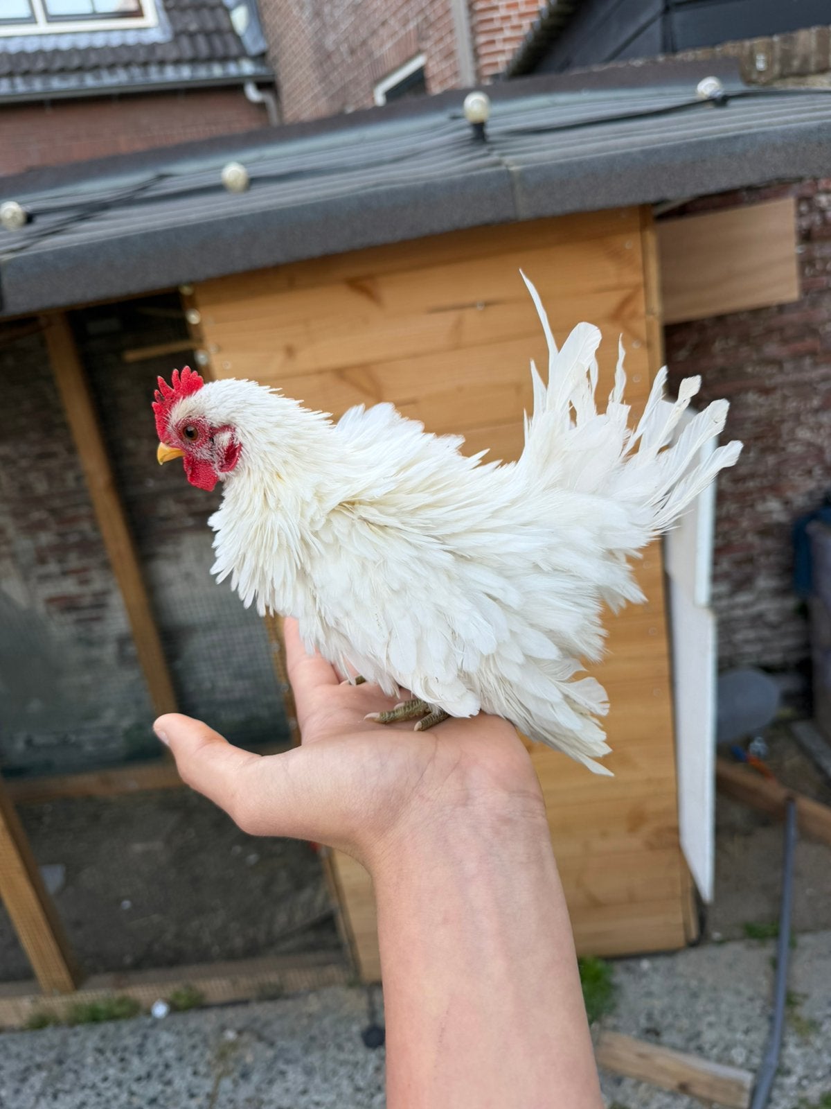 Serama Haantje  te koop, Dieren en Toebehoren, Pluimvee, Mannelijk, Kip