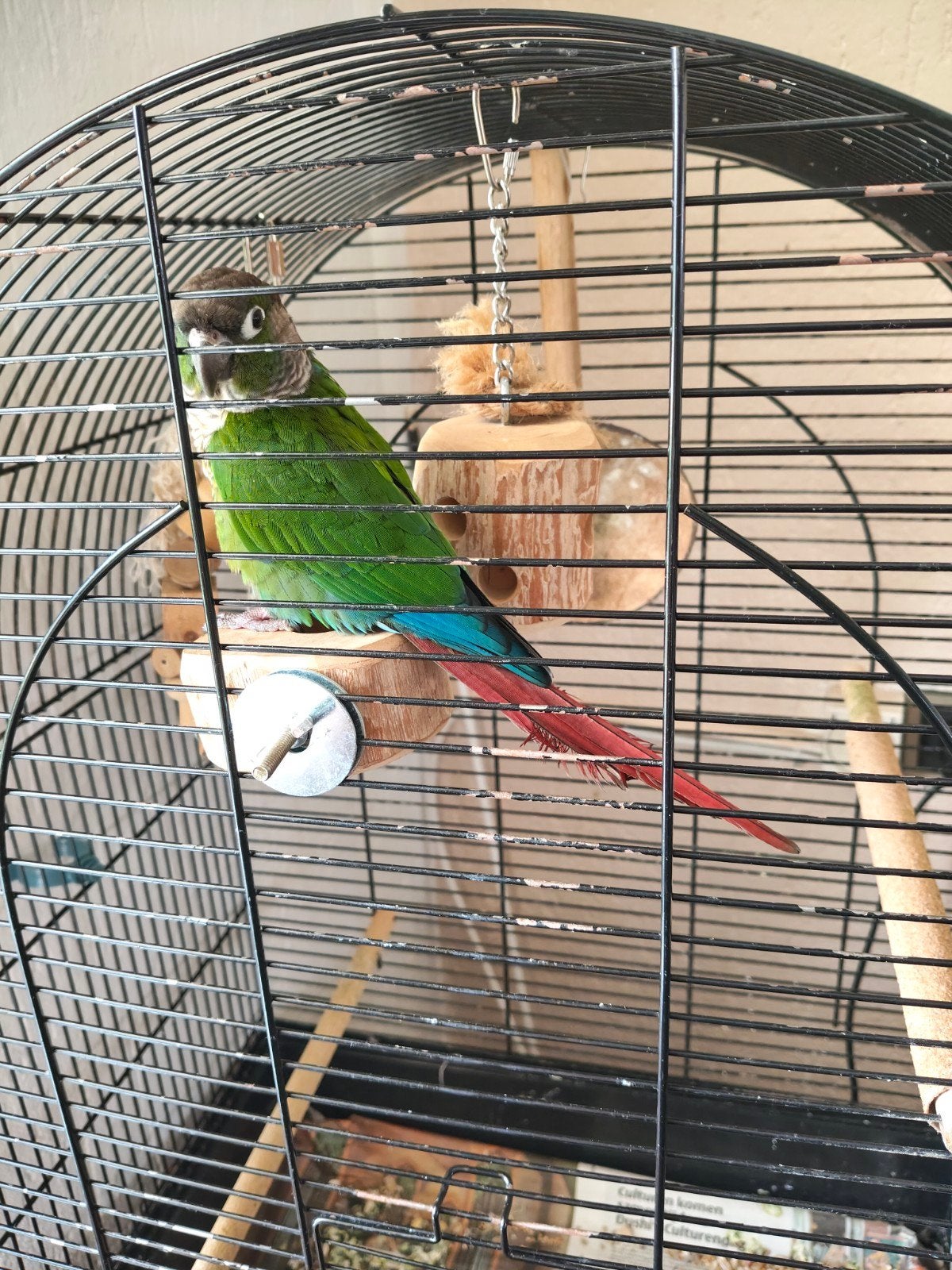 Pyrrhura met mooi kleuren + certificaat, Dieren en Toebehoren, Vogels | Parkieten en Papegaaien, Mannelijk, Parkiet, Tam