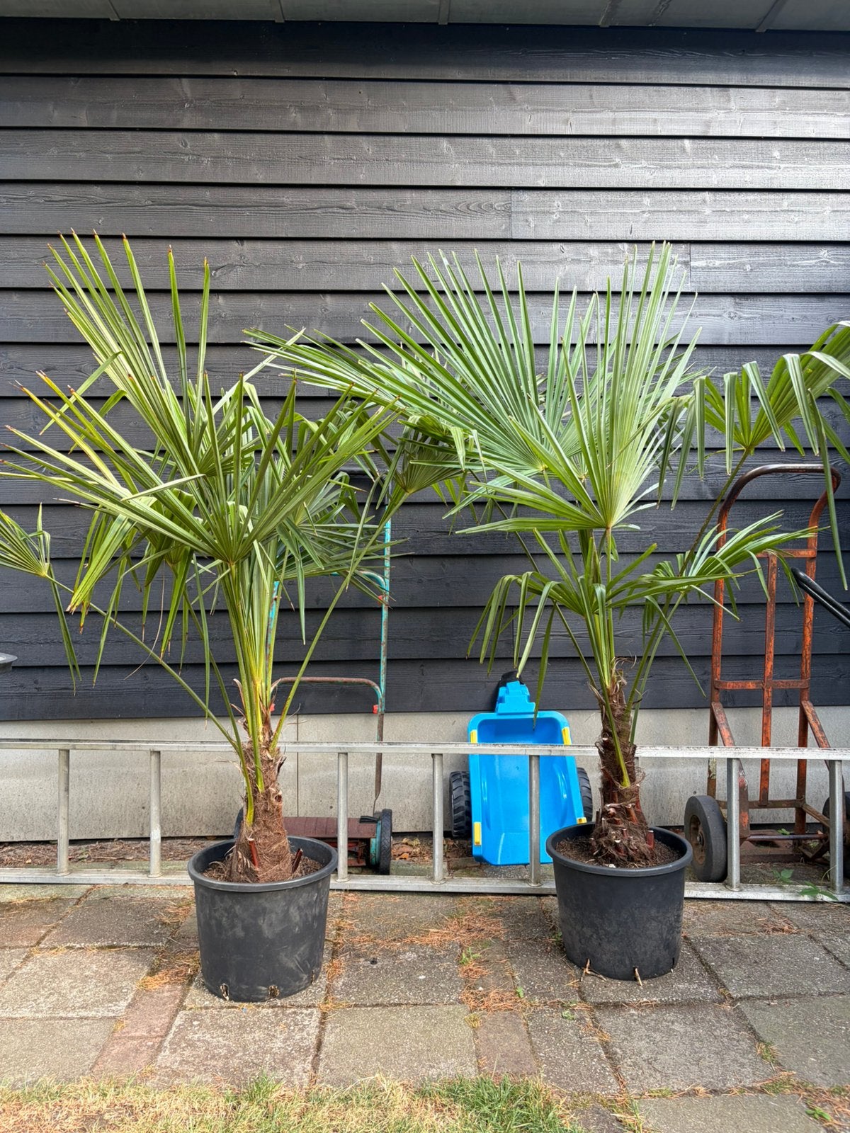 Trachycarpus Fortunei winterharde palmbomen, Halfschaduw, Lente, 100 tot 250 cm, Palmboom