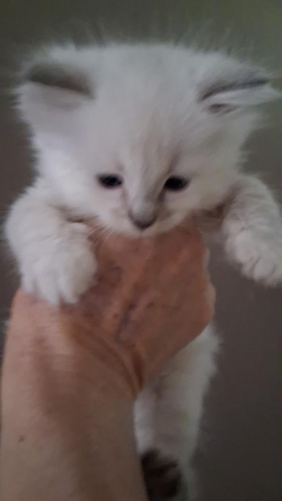Ragdoll kittens, Meerdere dieren, Gechipt, 0 tot 2 jaar