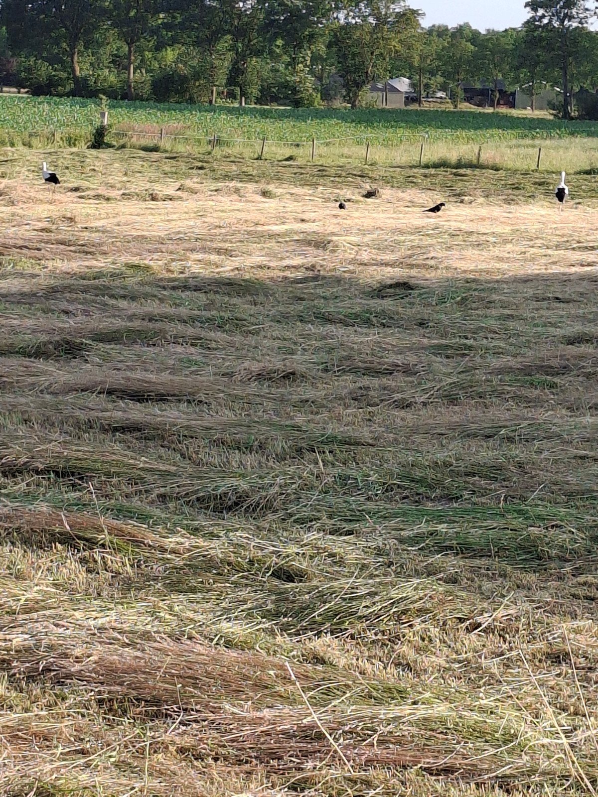 hooi te koop, Dieren en Toebehoren, Stalling en Weidegang