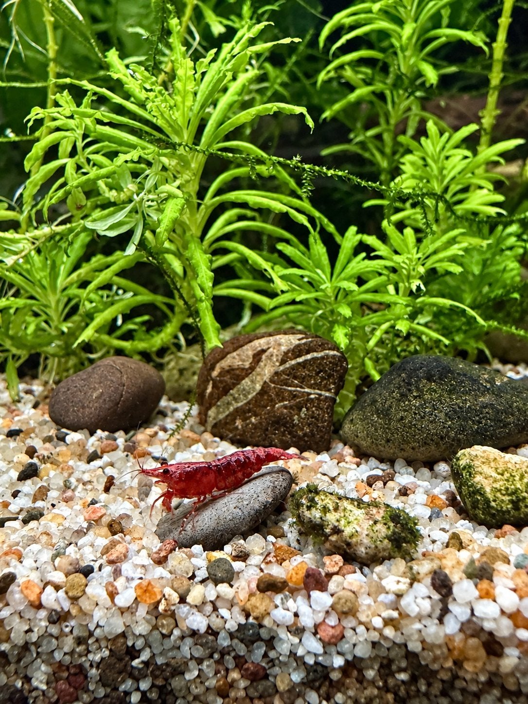 Neocaridina Davidi Red Cherry rode vuurgarnalen, Kreeft, Krab of Garnaal