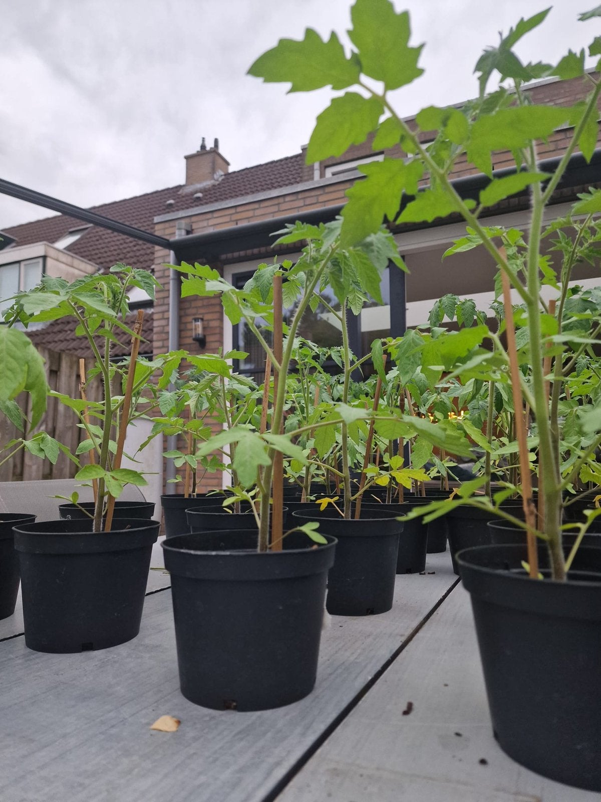 Verse Tomatenplanten - Eigen Kweek, Ophalen, Volle zon, Groenteplanten, Eenjarig