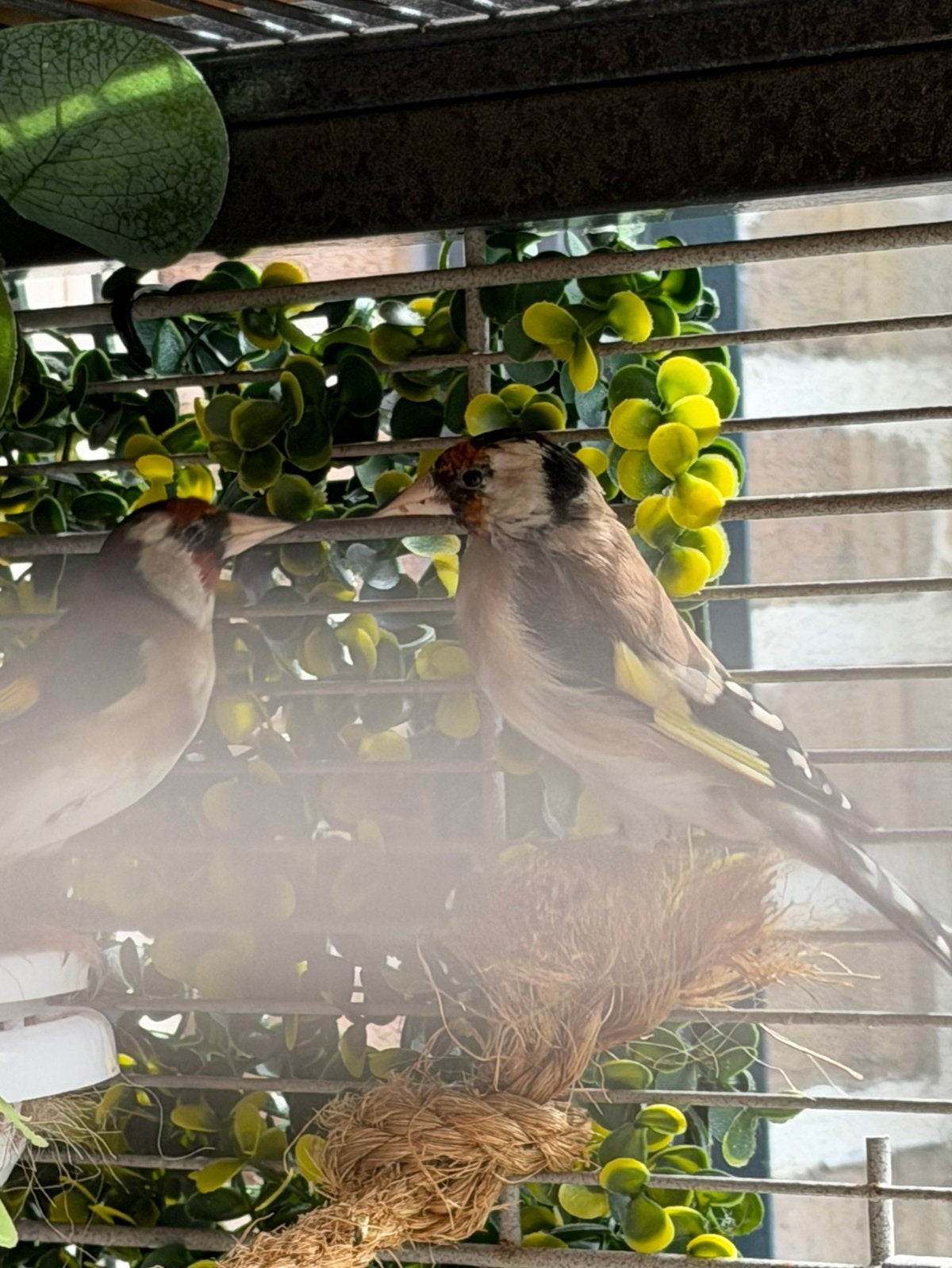Parva Putter Pop, Dieren en Toebehoren, Vogels | Overige Vogels, Vrouwelijk, Wildzangvogel