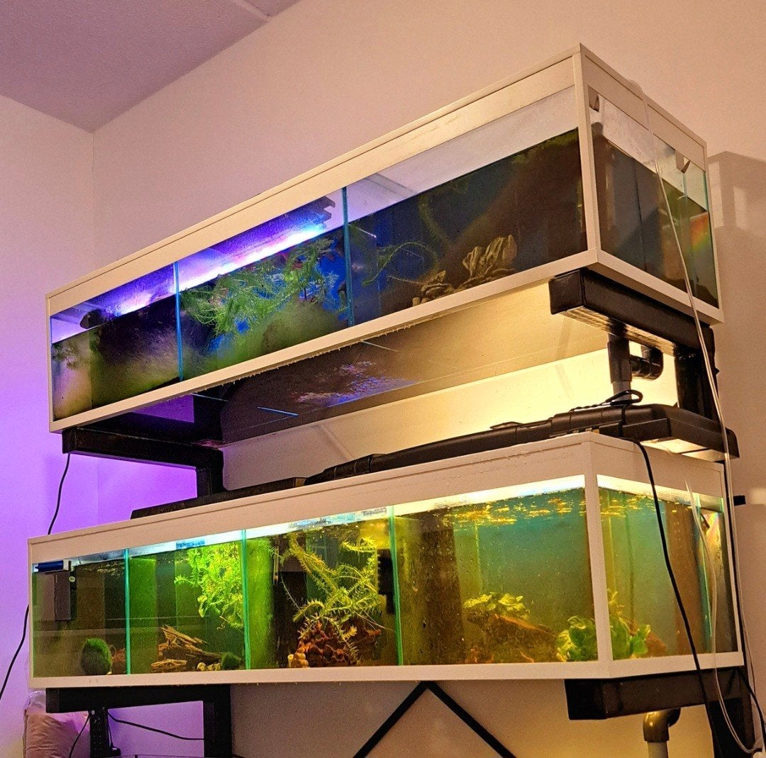Grote aquarium kweekbakken met speciaal filtratiesysteem, Dieren en Toebehoren, Ophalen of Verzenden, Zo goed als nieuw, Leeg aquarium