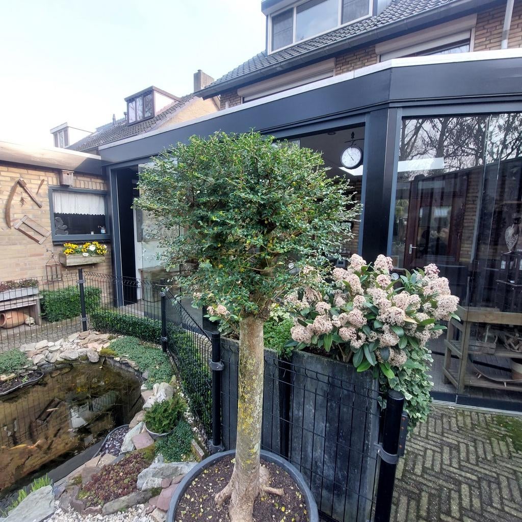 Mooi bol liguster op dikke stam bloem knoppen zitten er in, Tuin en Terras, Planten | Bomen, 100 tot 250 cm, Zomer, Palmboom, Ophalen