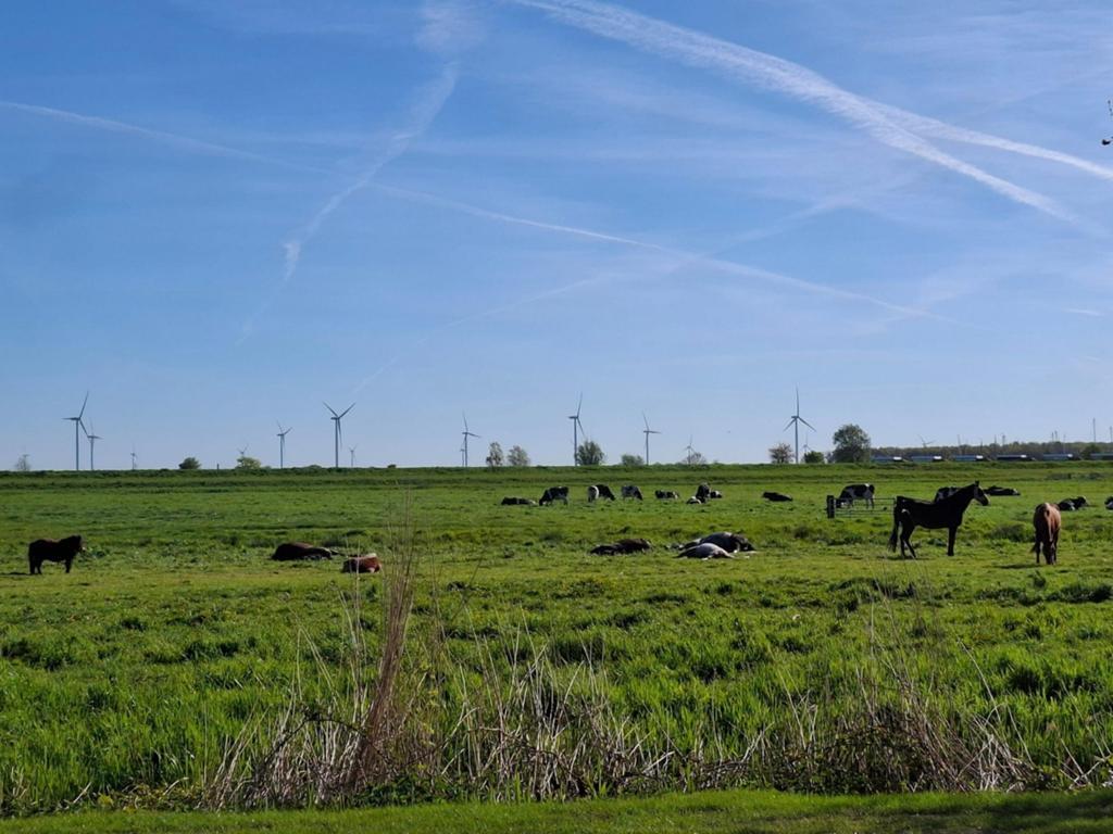 Kleinschalige pensionstal met weidegang aangeboden, Weidegang