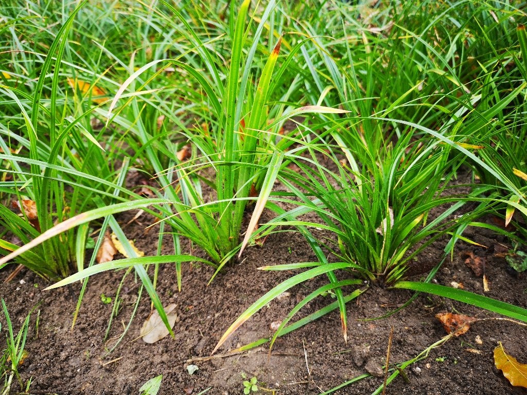Foto 5 van Carex Morowii siergras bodembedekker Zegge groter dan P9