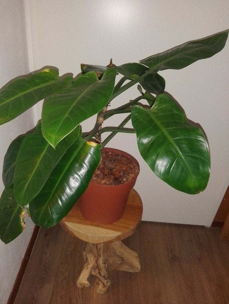 Philodendron, Huis en Inrichting, Kamerplanten, Ophalen, Overige soorten, Halfschaduw, Minder dan 100 cm
