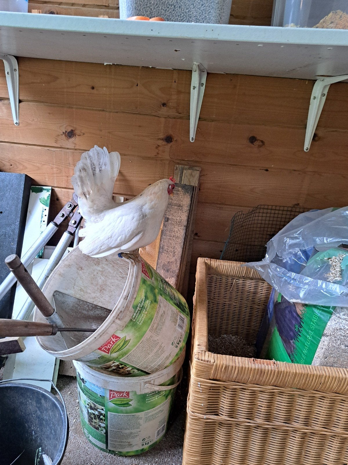 serama krielkip, Ophalen, 110 cm of meer, Hok, Minder dan 60 cm