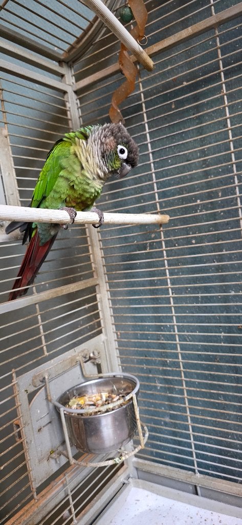 pyrrhura koppel, Meerdere dieren, Geringd