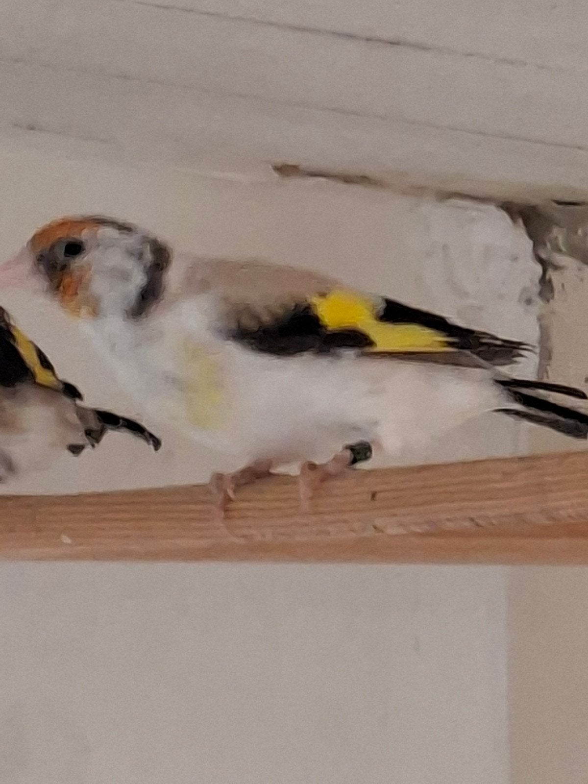 agaat poppen, Dieren en Toebehoren, Vogels | Overige Vogels, Vrouwelijk, Wildzangvogel, Geringd