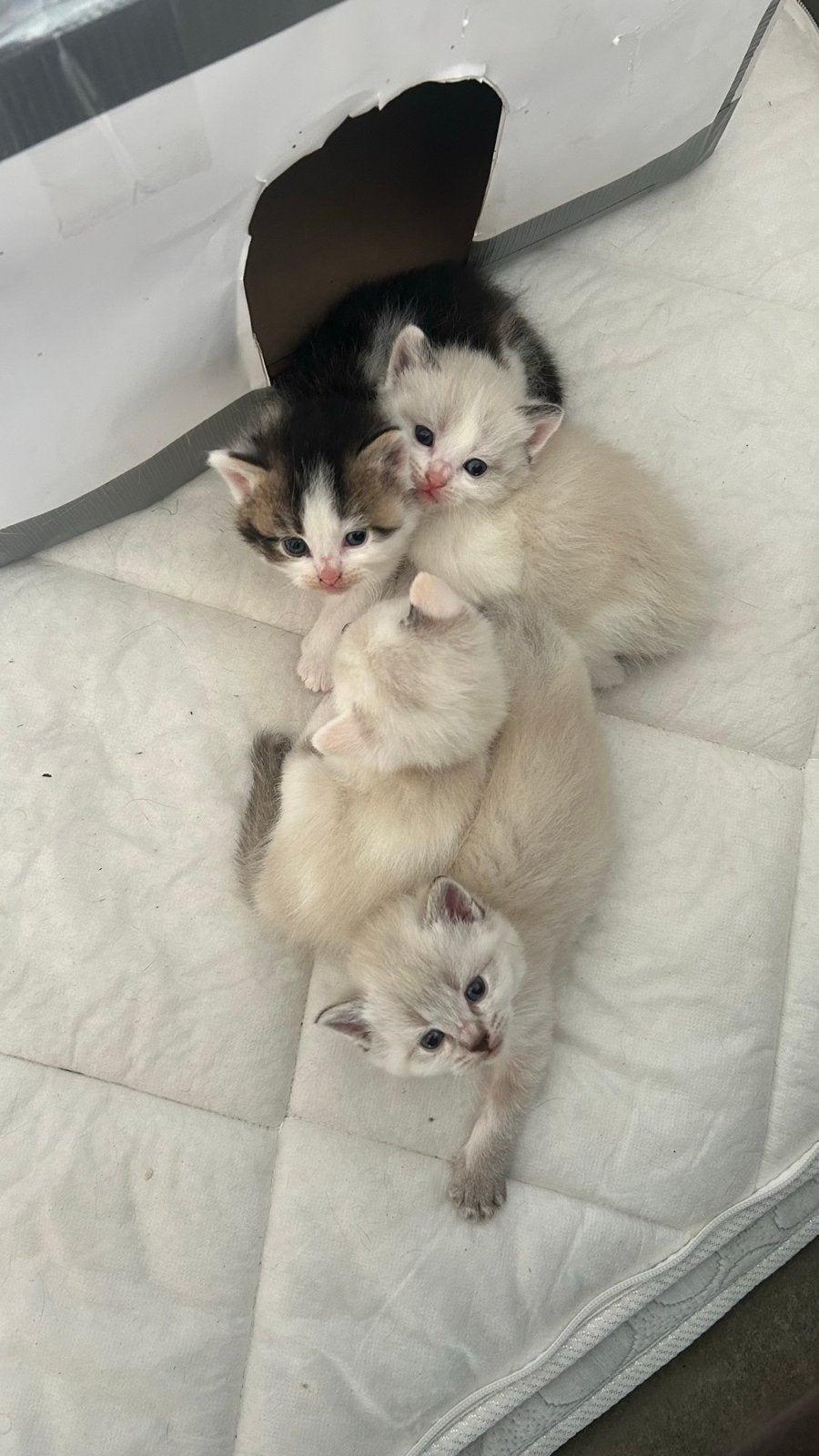 kittens Siamese kruising, Meerdere dieren, Ontwormd, 0 tot 2 jaar
