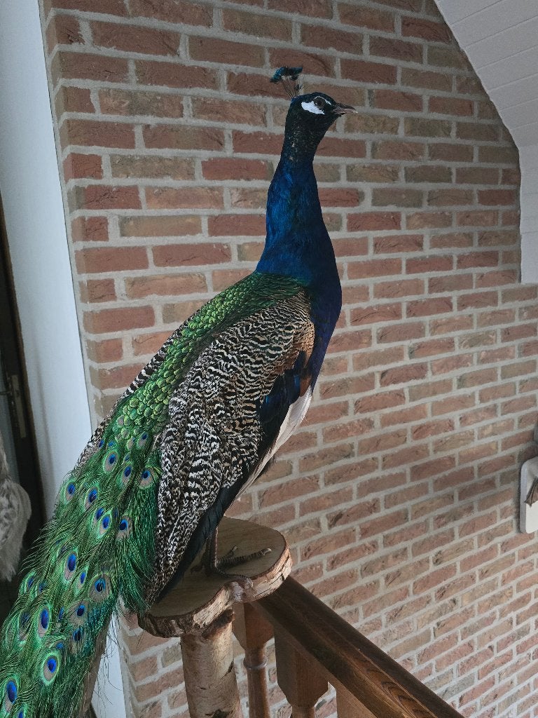 te koop: opgezette prachtige pauwen,  jufferkraanvogel, Ophalen, Nieuw, Vogel, Opgezet dier