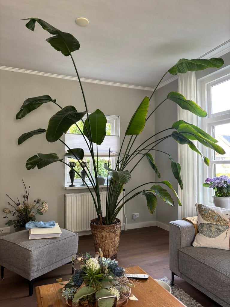 te koop : Strelitzia Nicolai, Ophalen, Overige soorten, Halfschaduw, In pot
