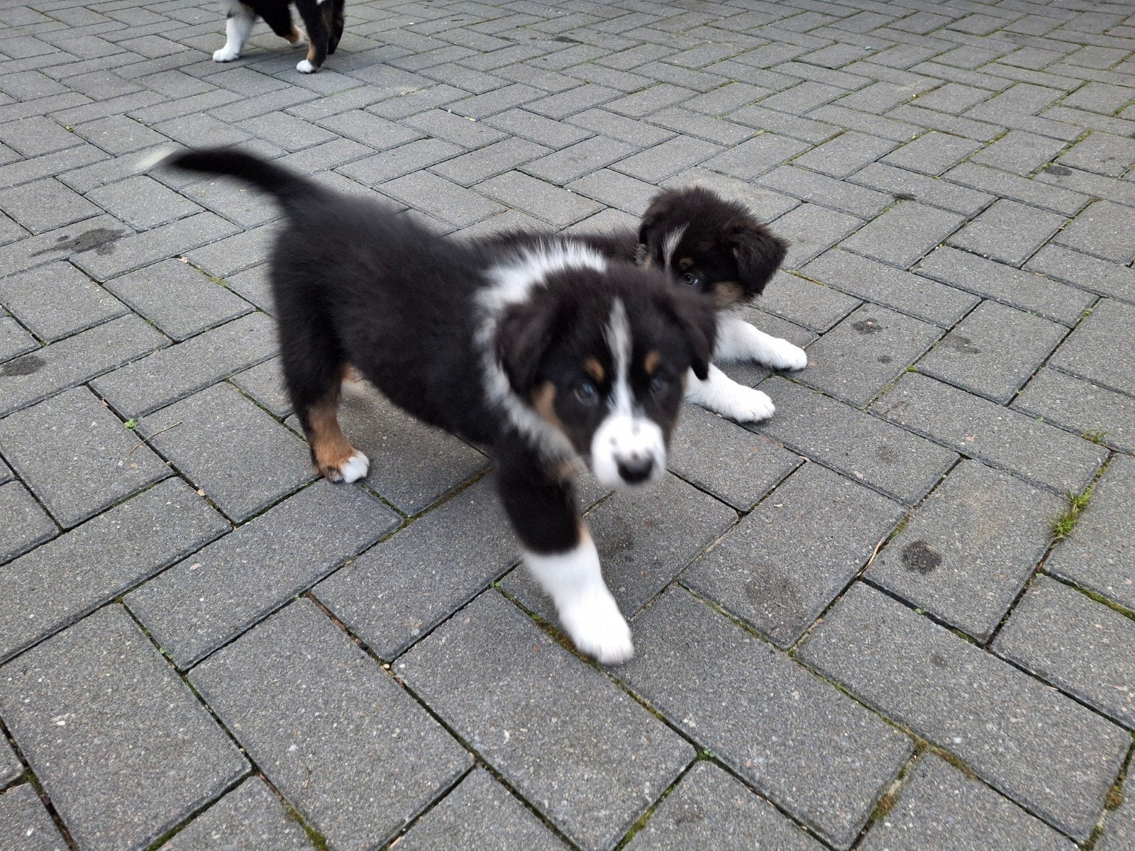 australian shepherd black tri puppies., Dieren en Toebehoren, CDV (hondenziekte), 8 tot 15 weken, Teef, Meerdere