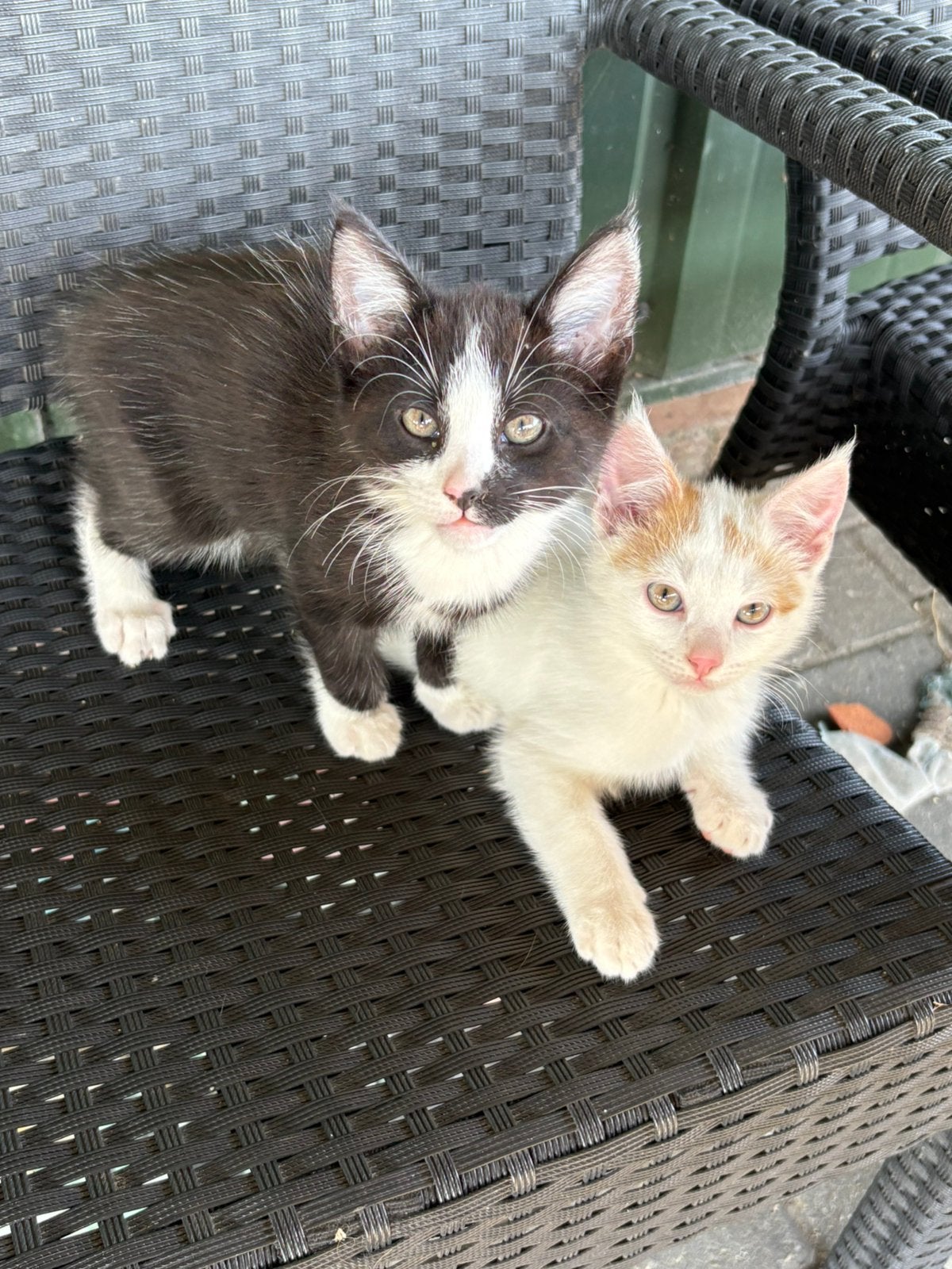 Kitten, Kater, Kortharig, 0 tot 2 jaar