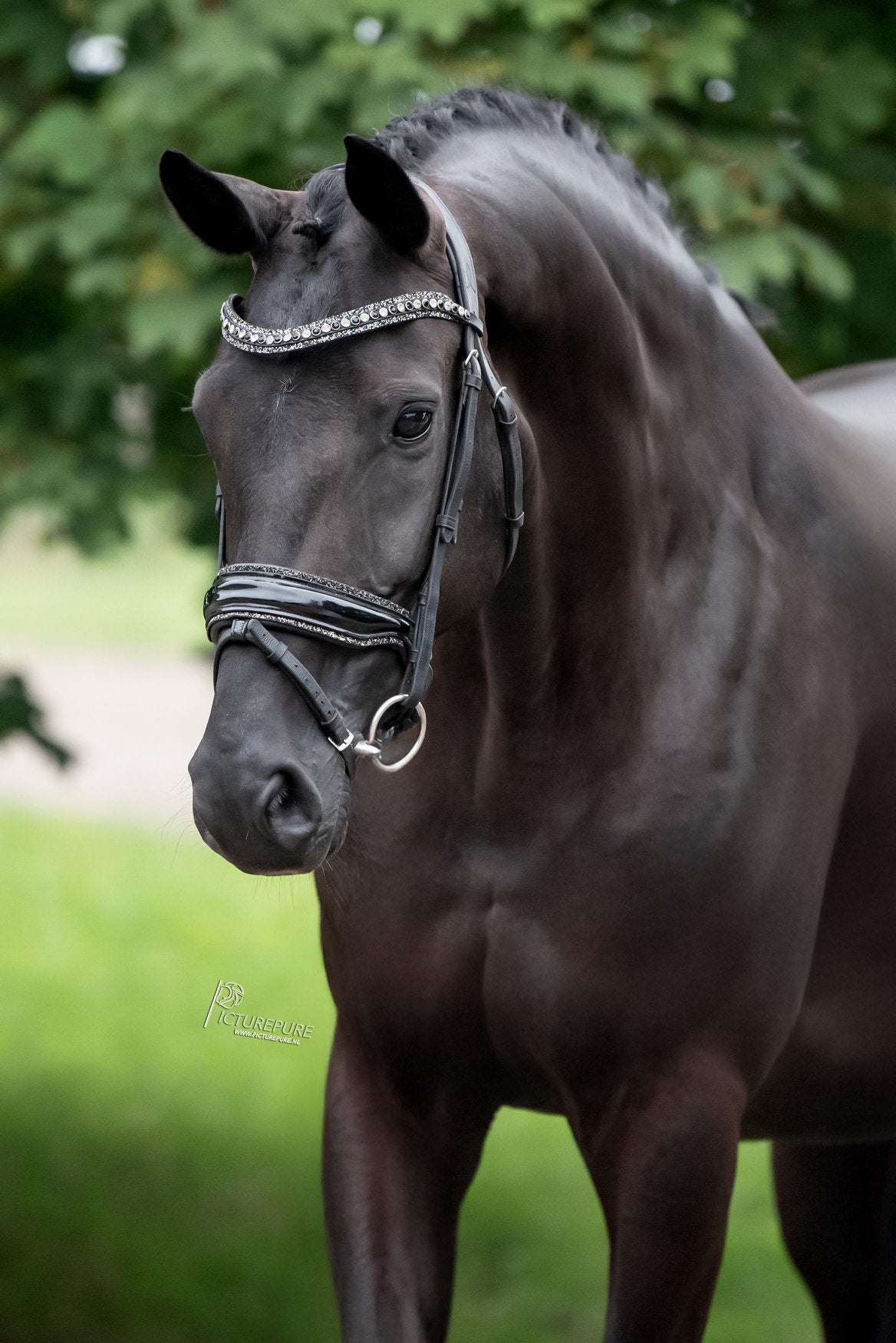 Inkoop dressuurpaarden / snelle afhandeling !, Dieren en Toebehoren, Dressuurpaard, 3 tot 6 jaar, L, Met stamboom