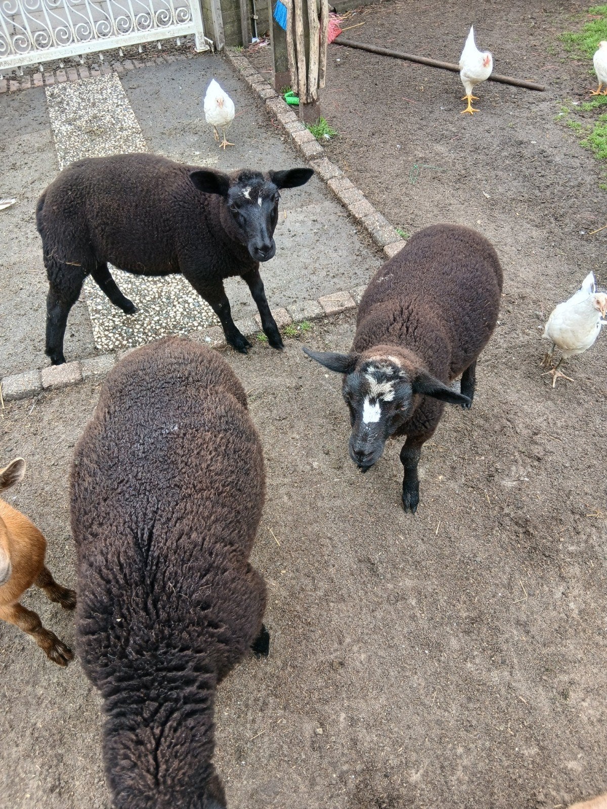Schapen te koop, Dieren en Toebehoren, Mannelijk, Schaap