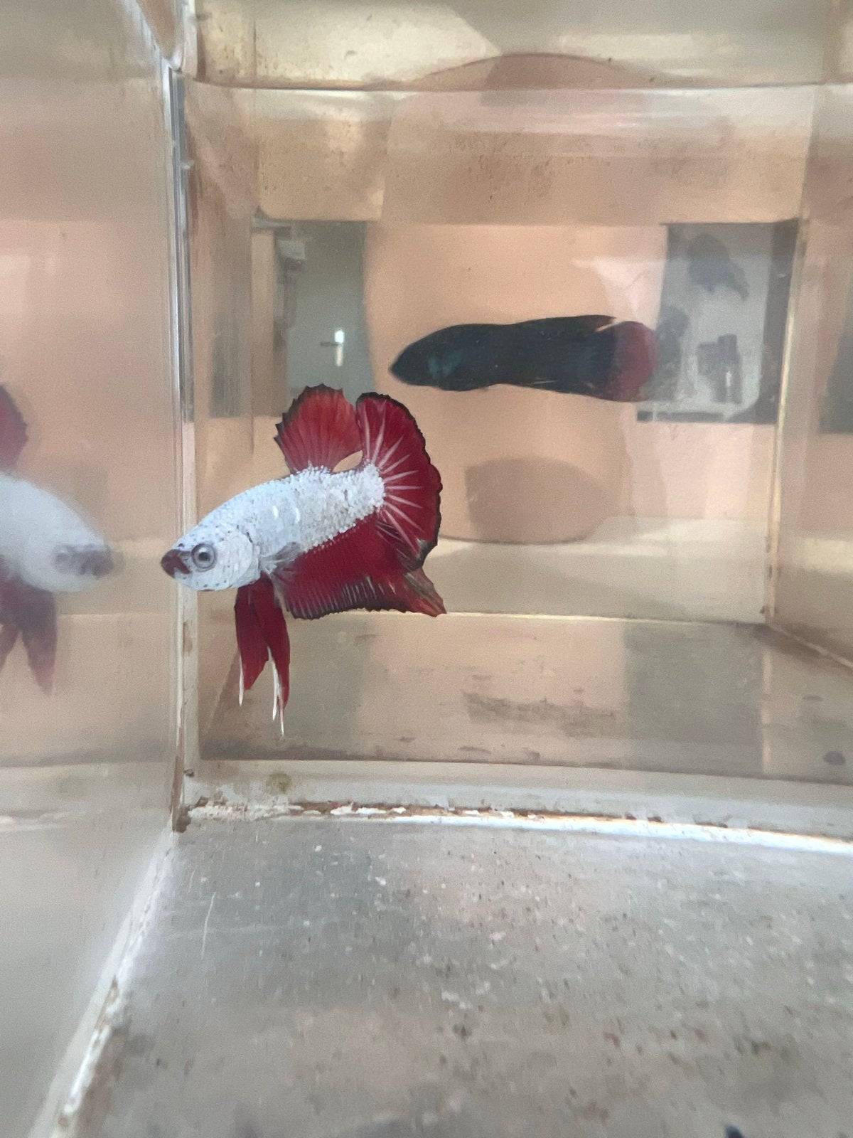 Red dragon betta, Dieren en Toebehoren, Vissen | Aquariumvissen, Vis