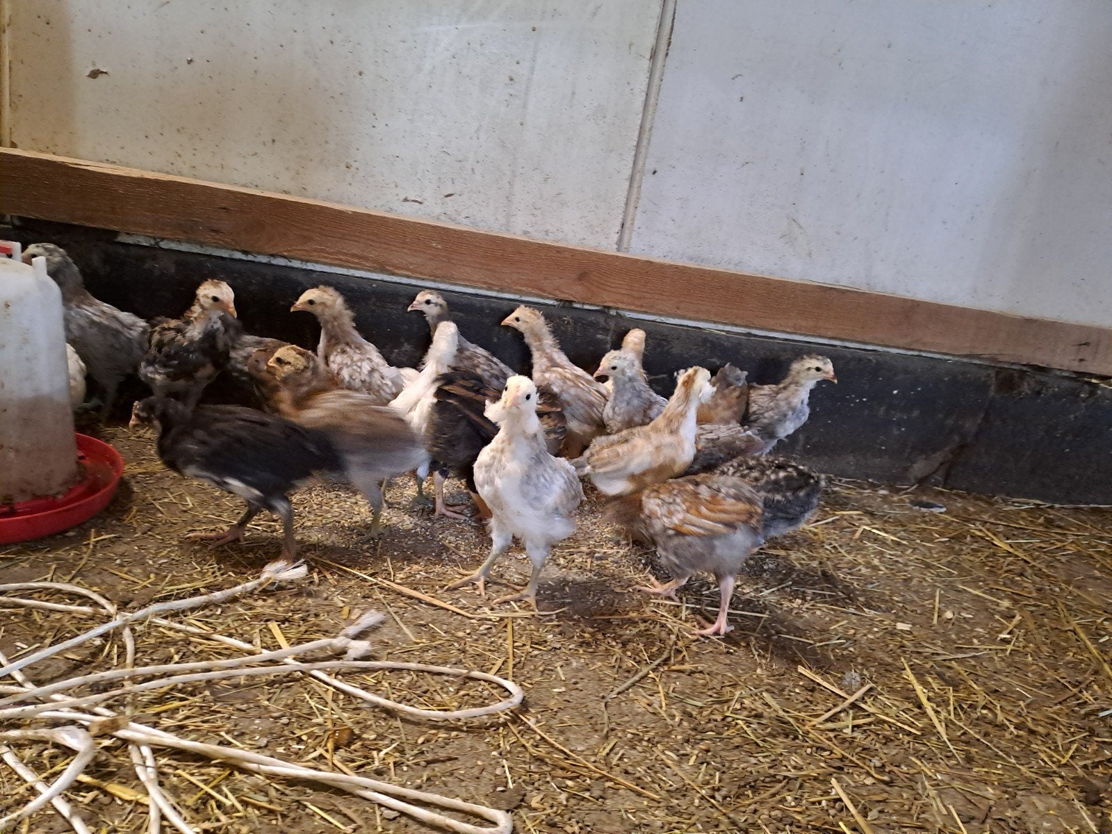 jonge aracana kuikens groenleggers, Vrouwelijk, Kip