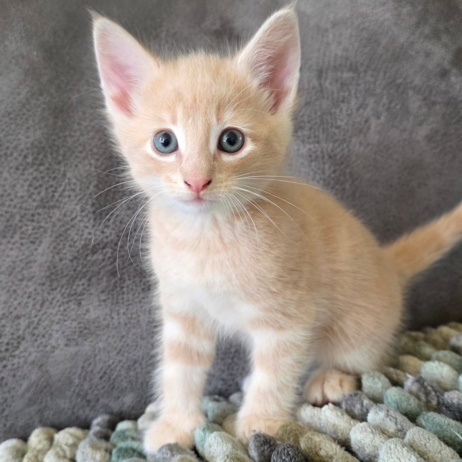 Rode kitten kater half Noorse Boskat, Dieren en Toebehoren, Katten en Kittens | Overige Katten, Kater, Langharig, 0 tot 2 jaar