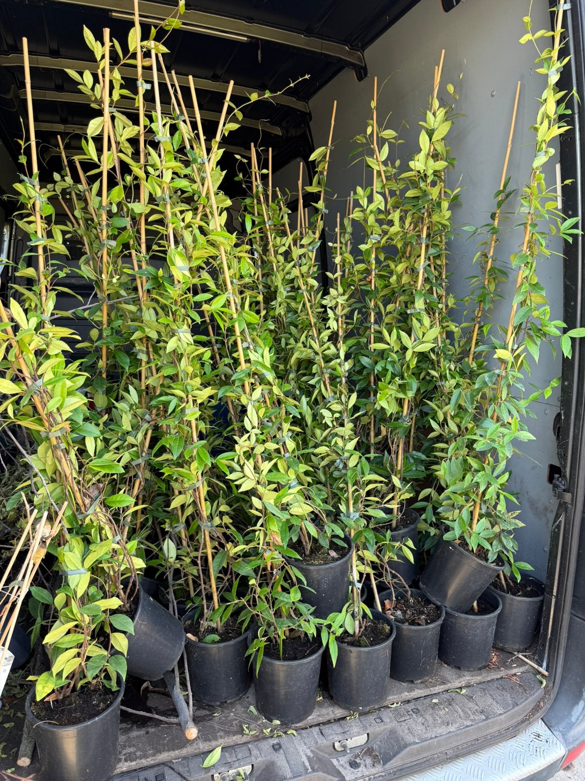 Toscaanse jasmijnen 125/150 hoog partij  nu slechts 7,95 pst, Tuin en Terras, Planten | Tuinplanten, Ophalen, Volle zon, Vaste plant