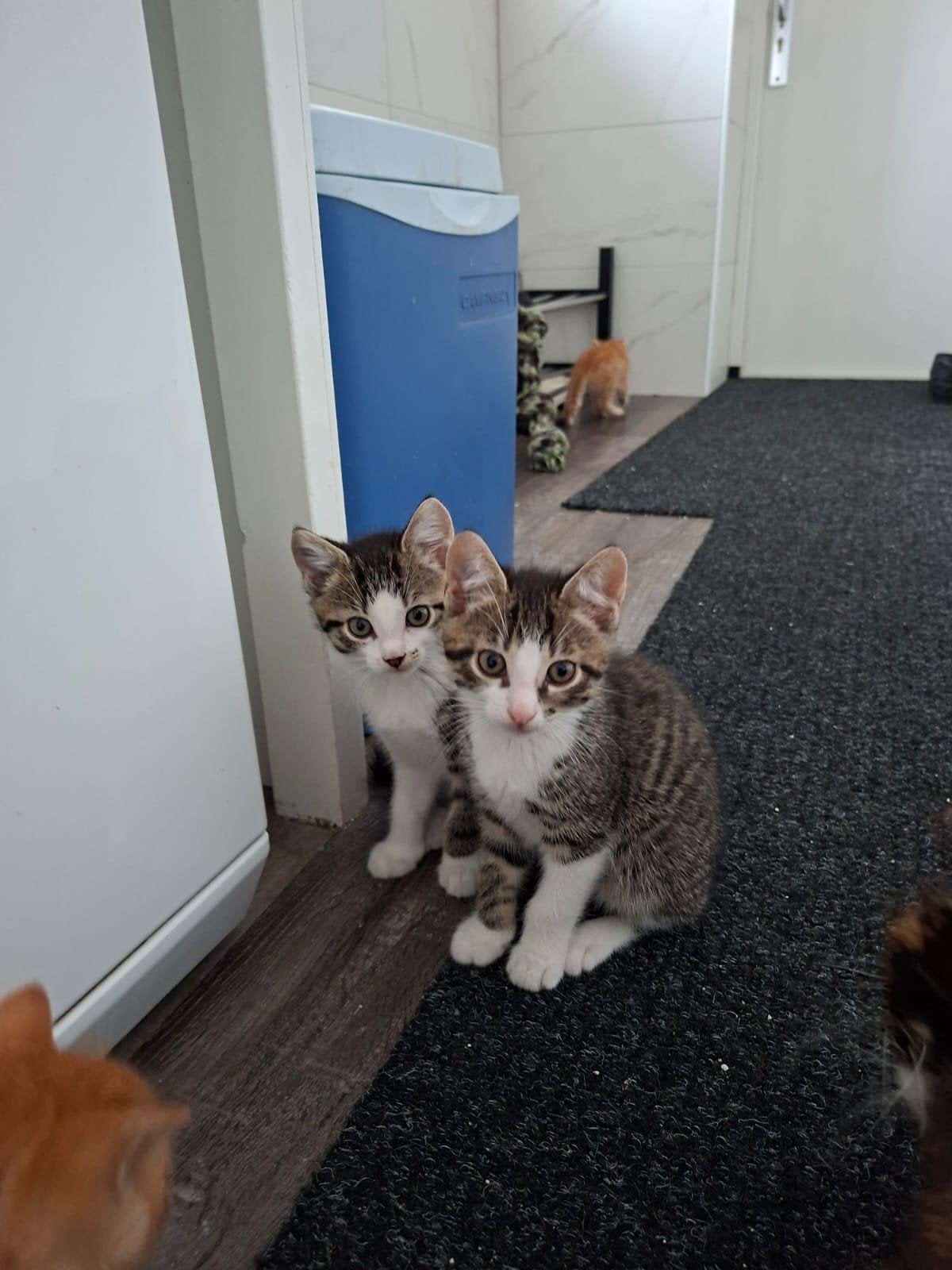 Kittens te koop, Dieren en Toebehoren, Meerdere dieren
