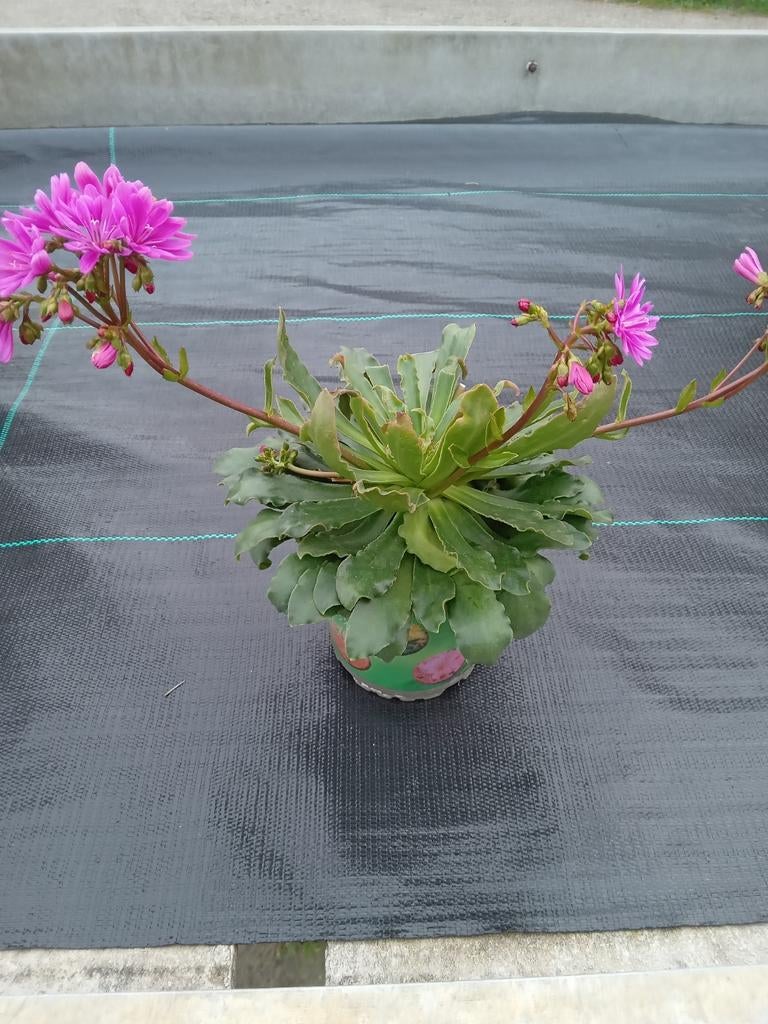 Lewisia, Ophalen of Verzenden, Overige soorten, Volle zon