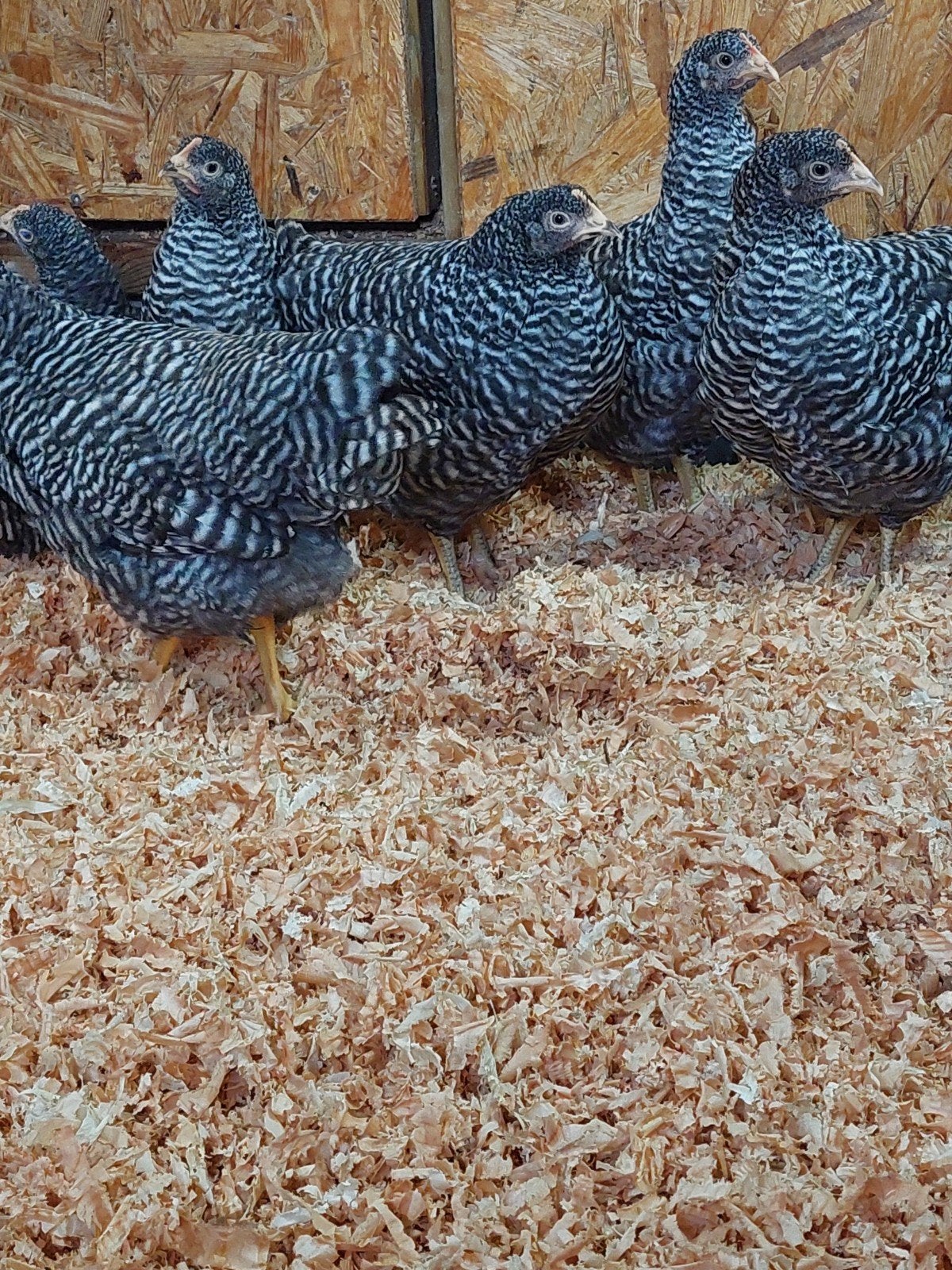 Amrock kuikens 6 weken, Meerdere dieren, Kip