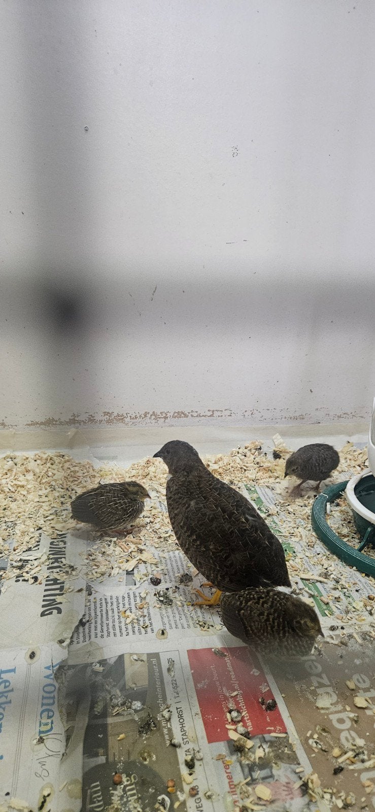 Koppel Chinese kwartels + 7 kuikens, Dieren en Toebehoren, Pluimvee, Meerdere dieren, Overige soorten