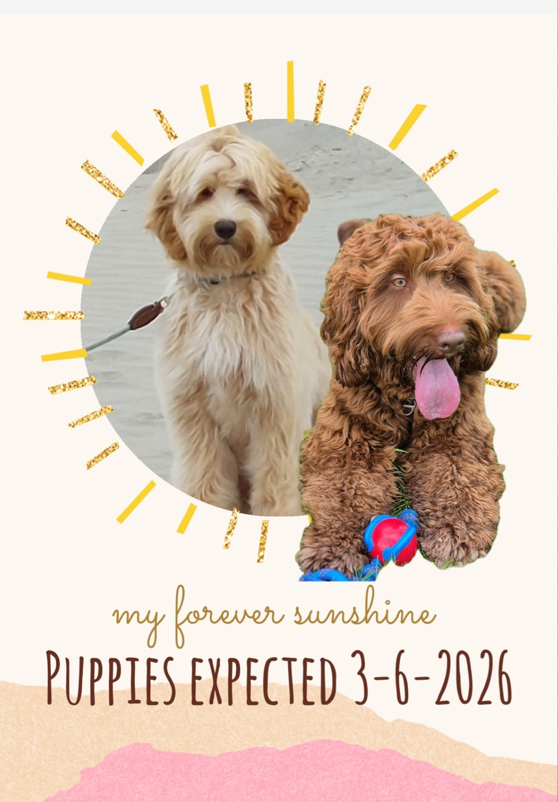 Cobberdog pup australian labradoodle puppies doodle puppy, Dieren en Toebehoren, Honden | Niet-rashonden, Parvo, 8 tot 15 weken