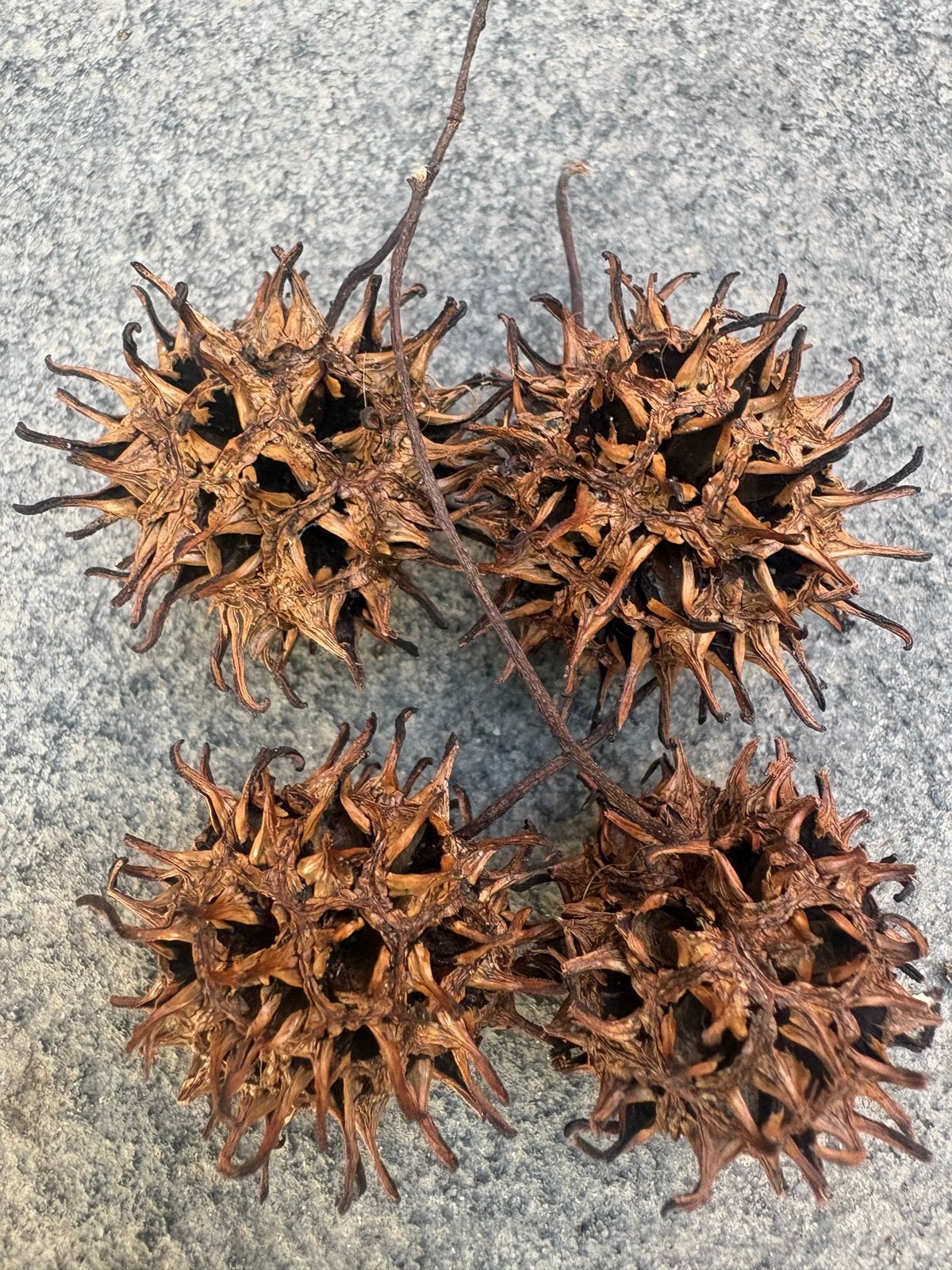 Decoratieve Sweet Gum Zaaddozen of voor in aquarium, Gebruikt, Ophalen of Verzenden, Landelijk, Natuurlijk materiaal