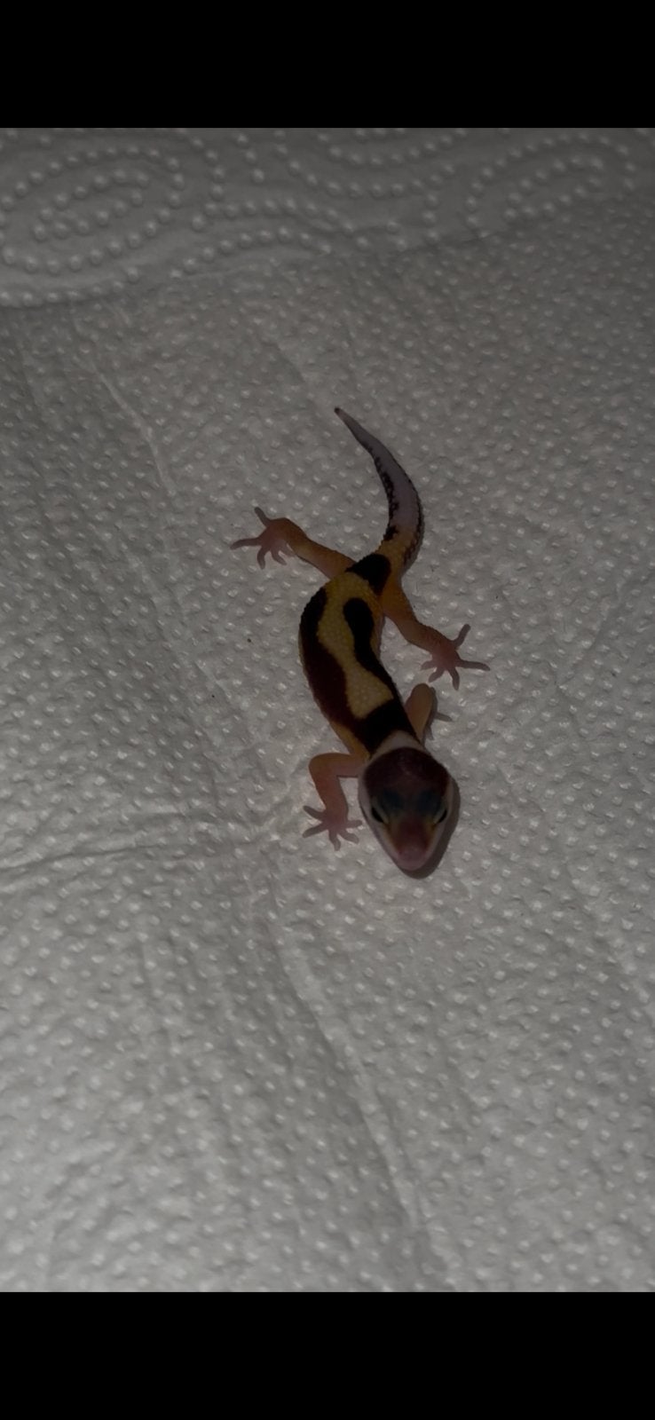 Luipaardgekko baby., Hagedis, 0 tot 2 jaar