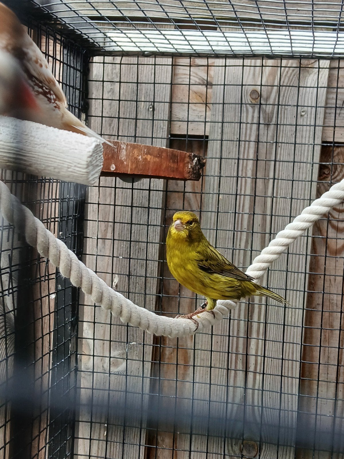 Kanarie man. Agaatgeel split opaal intensief, Dieren en Toebehoren, Vogels | Kanaries, Mannelijk, Kleurkanarie
