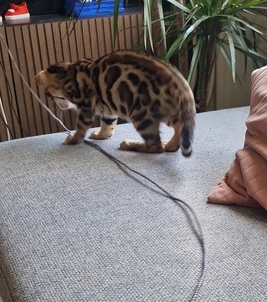 Black tabby Bengaal is klaar om te verhuizen 14 weken🏡🌸, Dieren en Toebehoren, Katten en Kittens | Raskatten | Korthaar, Poes