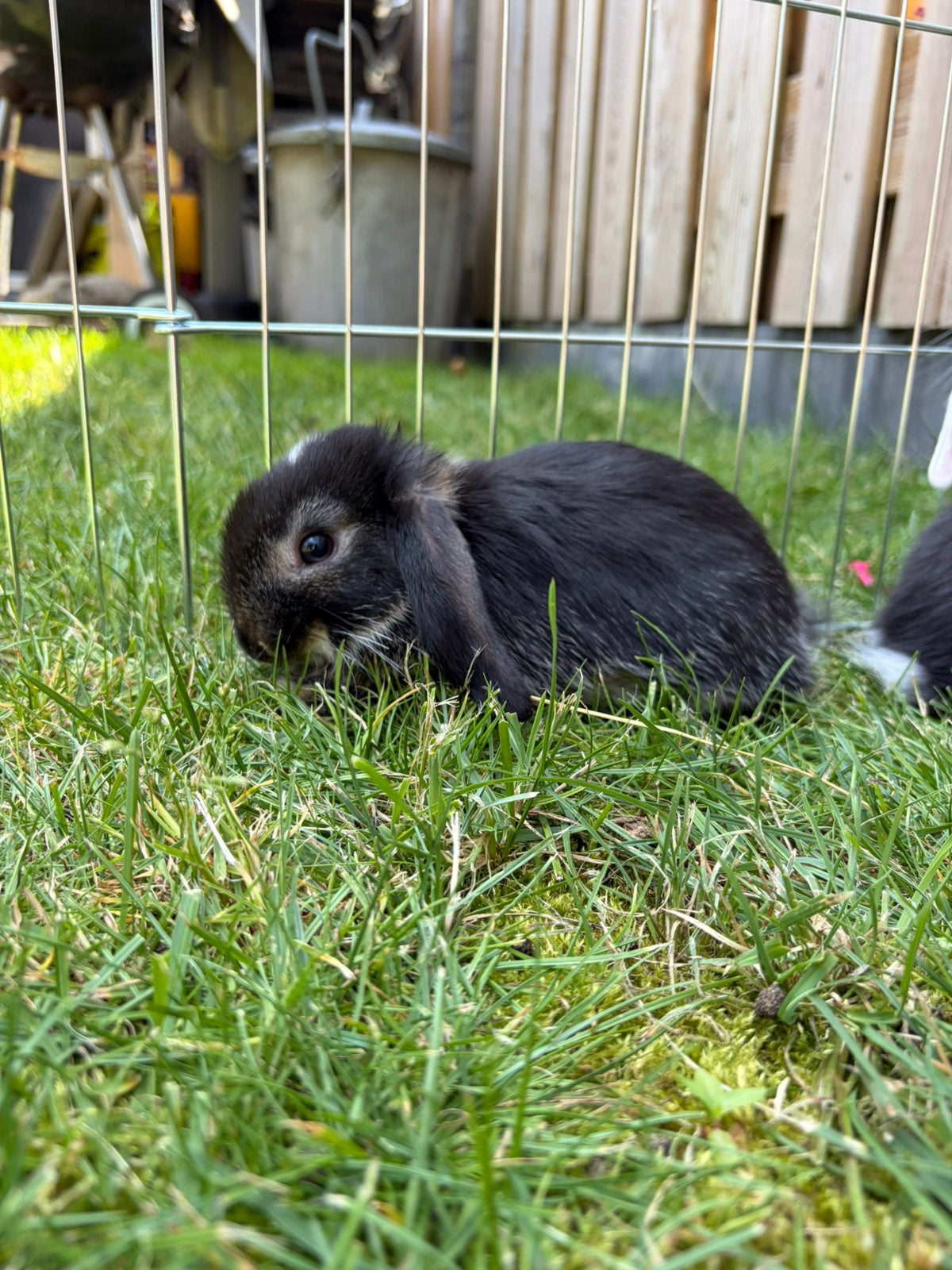 Konijntje minilop x nhd, Dieren en Toebehoren, Meerdere dieren, Dwerg