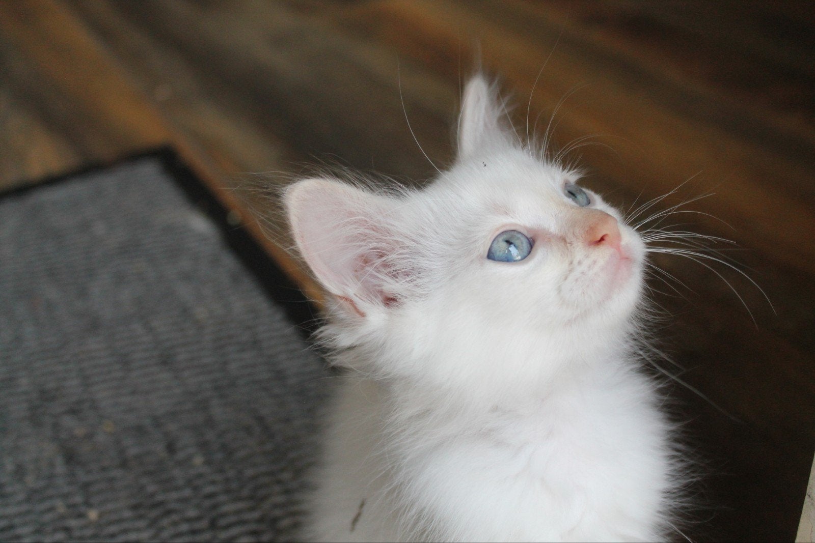 Lieve ragdoll katers, blue point en red / cream point 9weken, Meerdere dieren, Gechipt