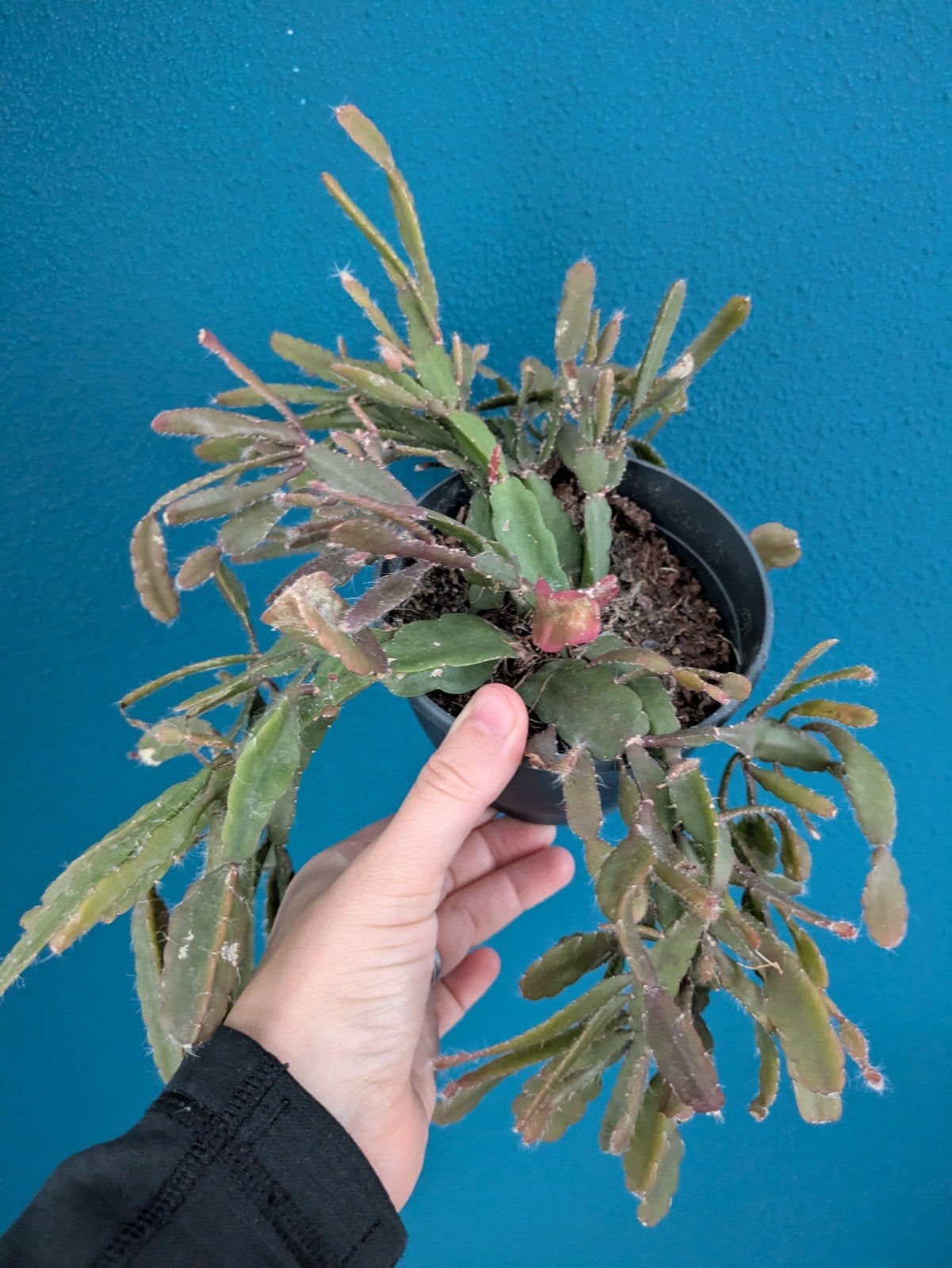 Rhipsalis plantje, Ophalen of Verzenden, Halfschaduw, Minder dan 100 cm